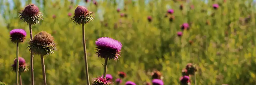 Milk thistle